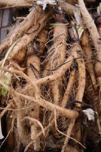 salsify-oyster-plant-2